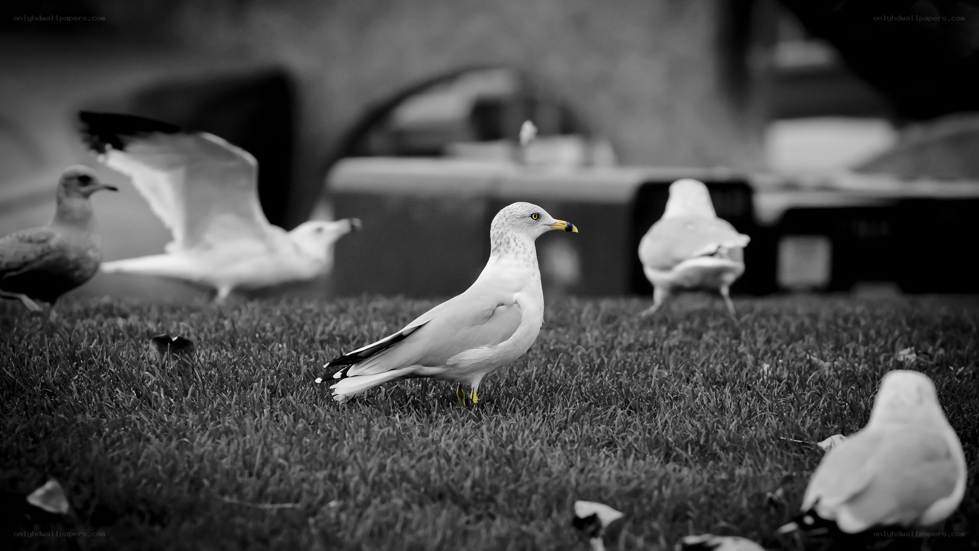 Seagulls on a grassy field