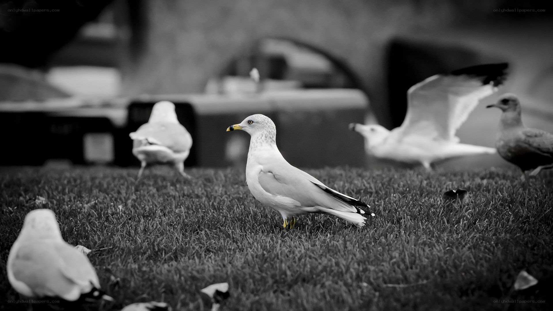 Seagulls on a grassy field