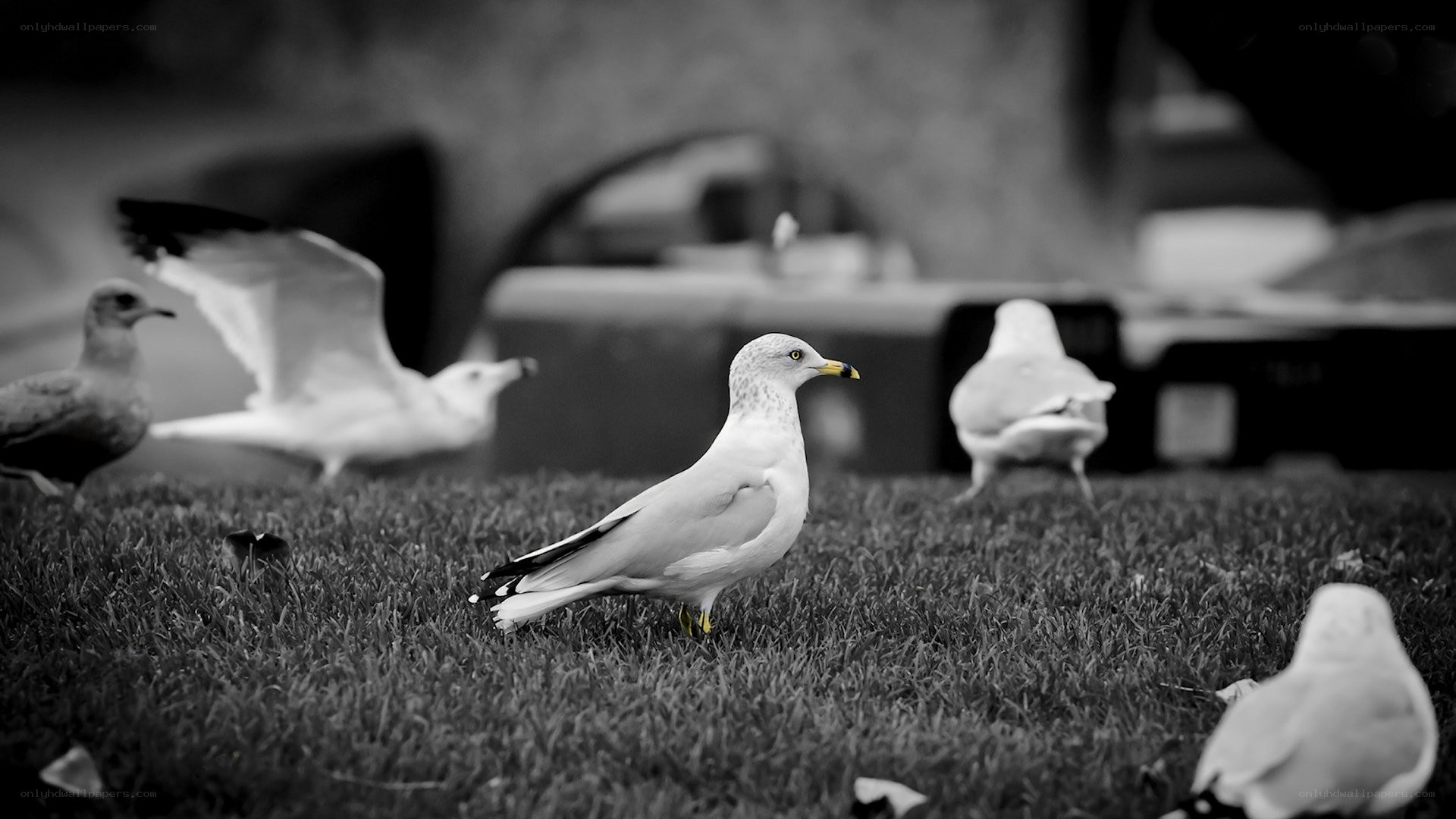 Seagulls on a grassy field