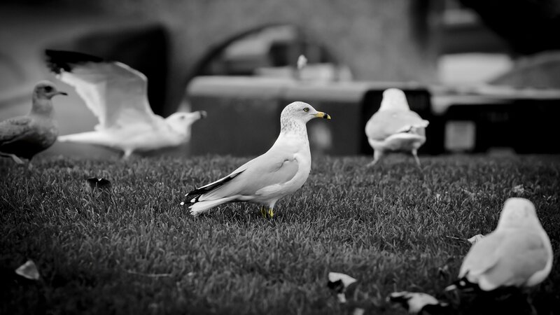 Seagulls on a grassy field