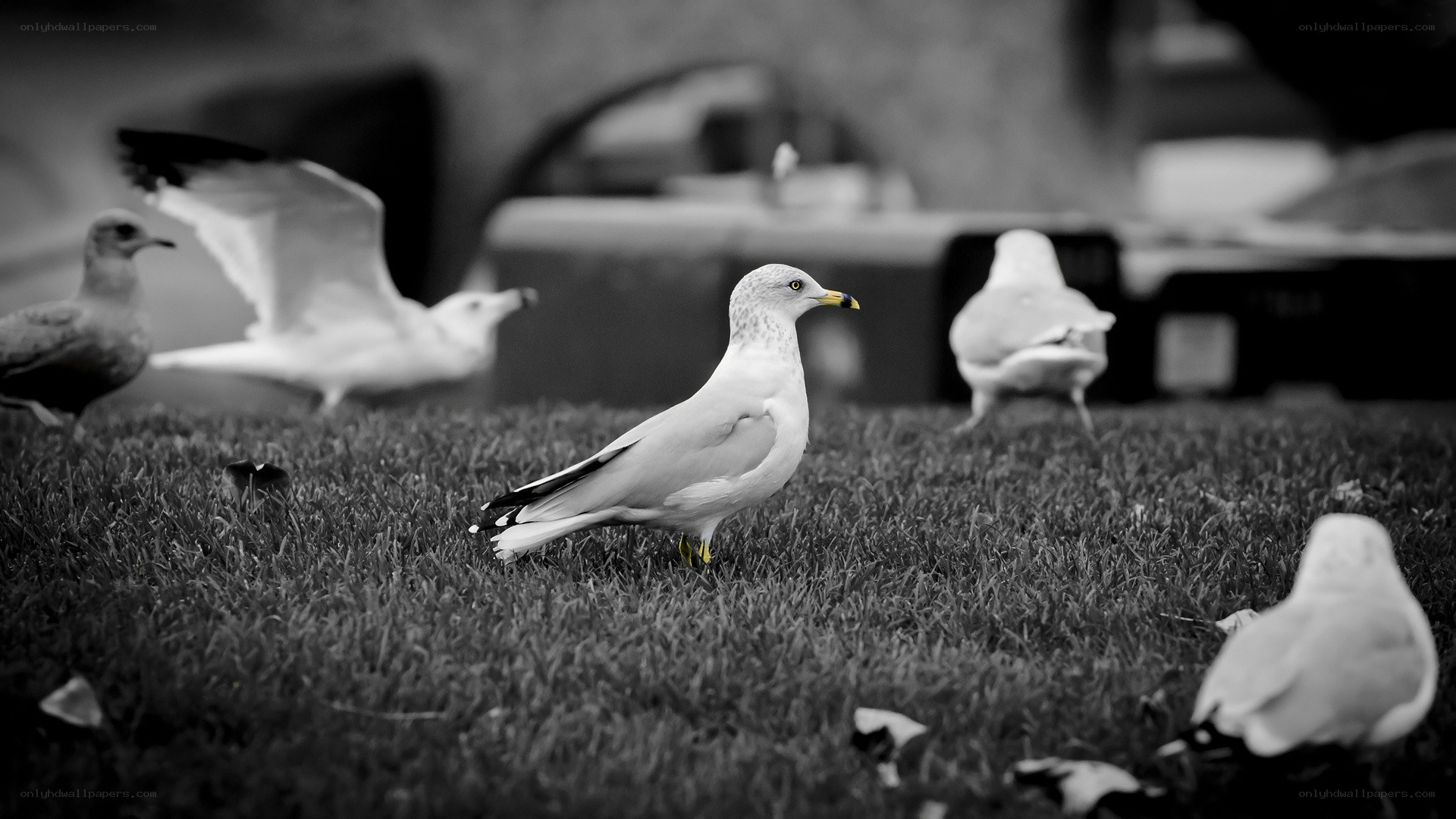 Seagulls on a grassy field