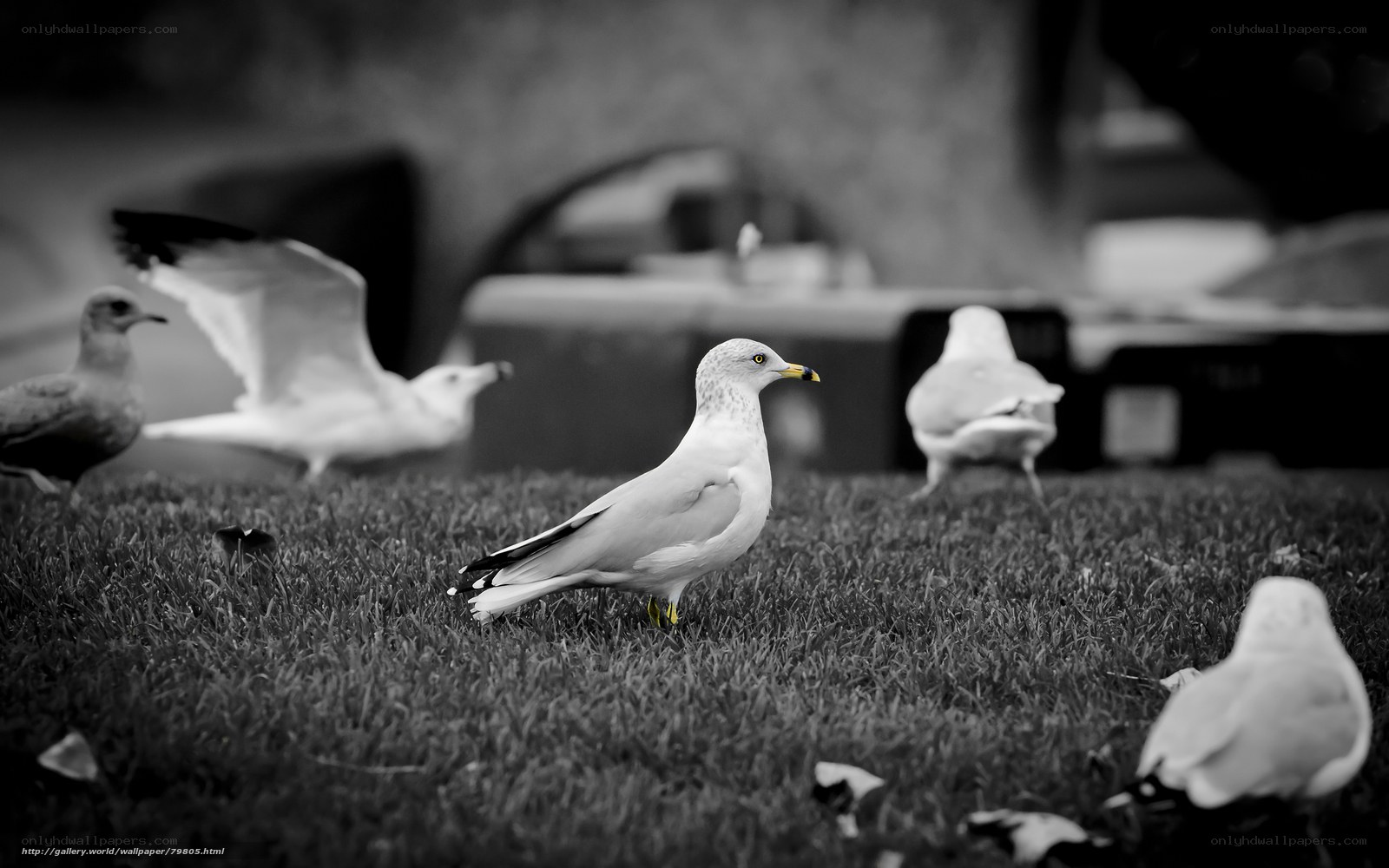 Seagulls on a grassy field
