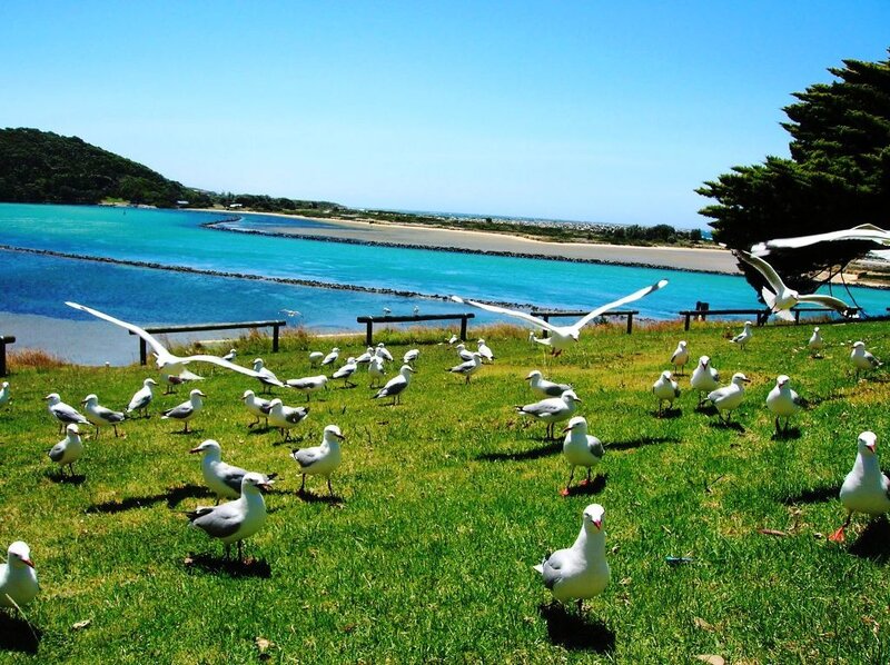Seagulls on a grassy hill by the sea