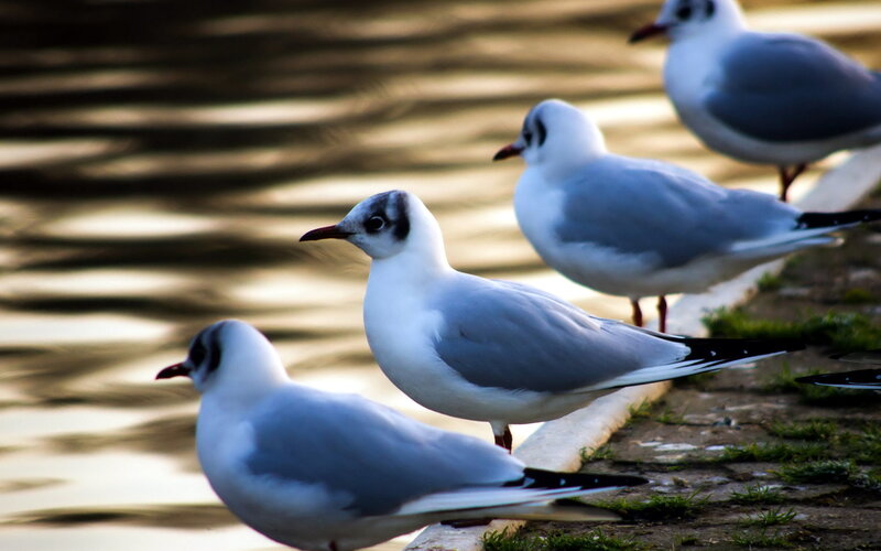 Seagulls on a Ledge