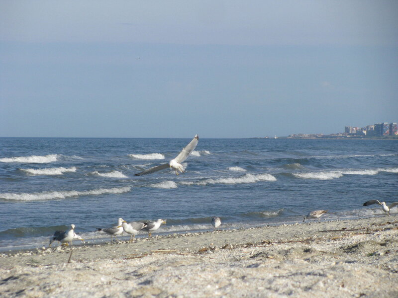 Seagulls on a pebble beach