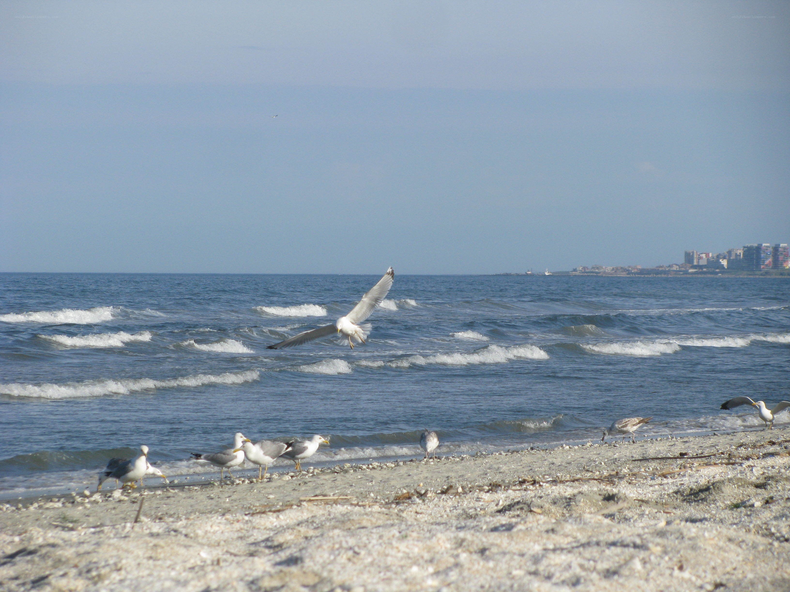 Seagulls on a pebble beach