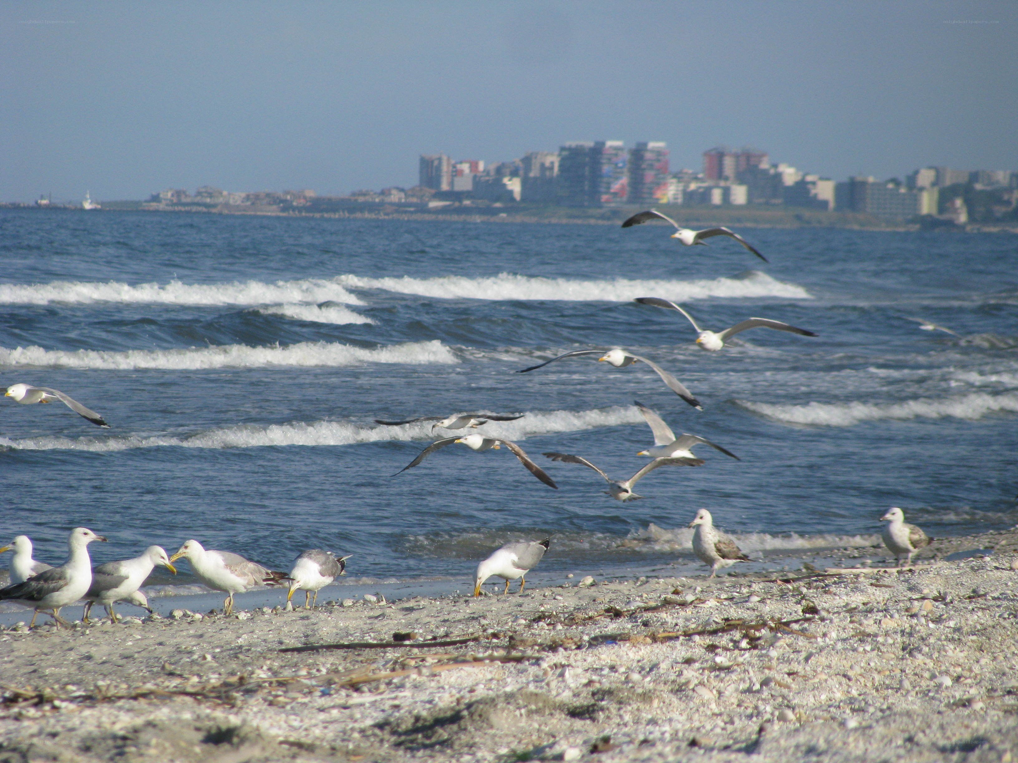 Seagulls on a pebble beach