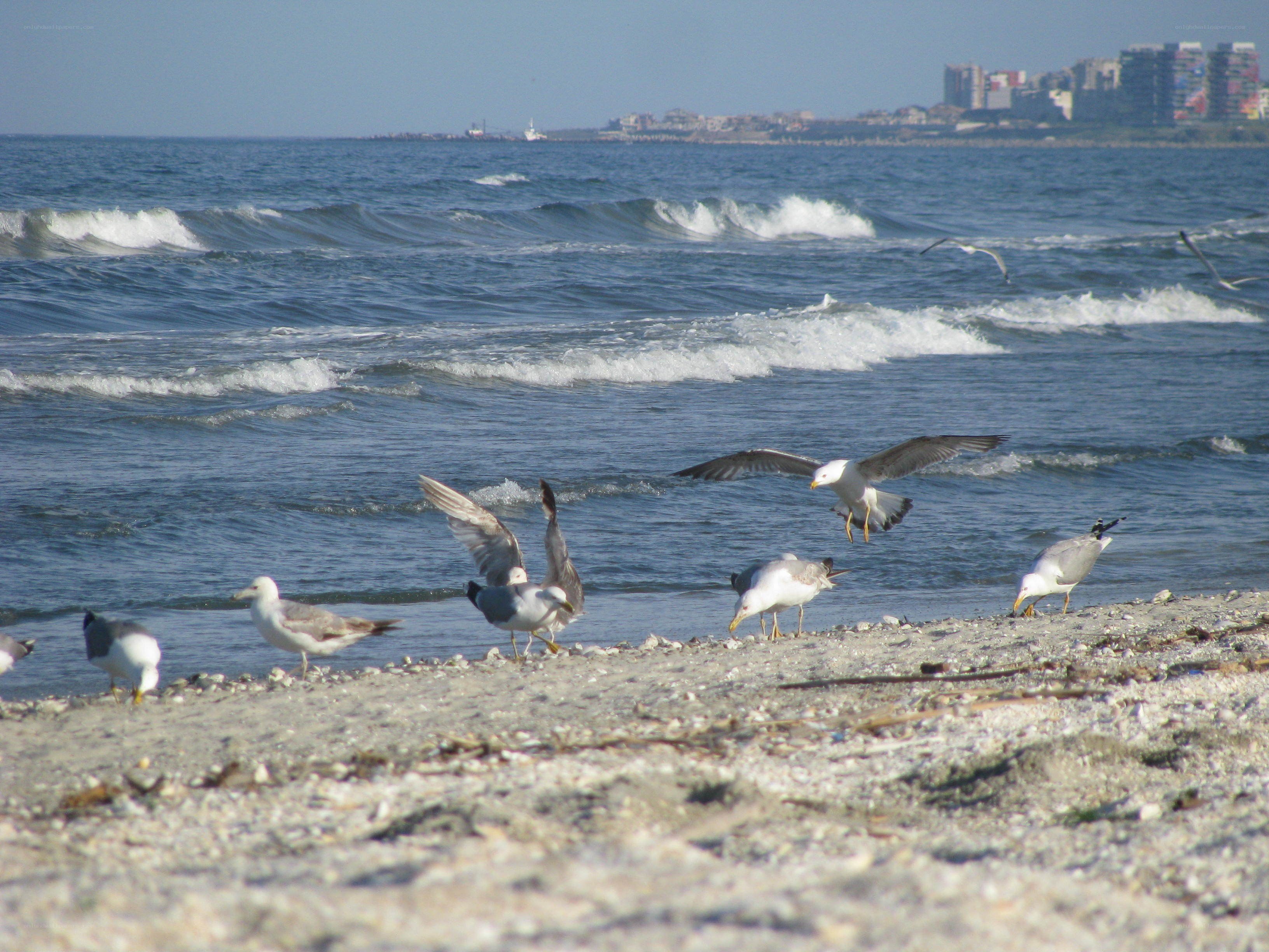 Seagulls on a pebble beach