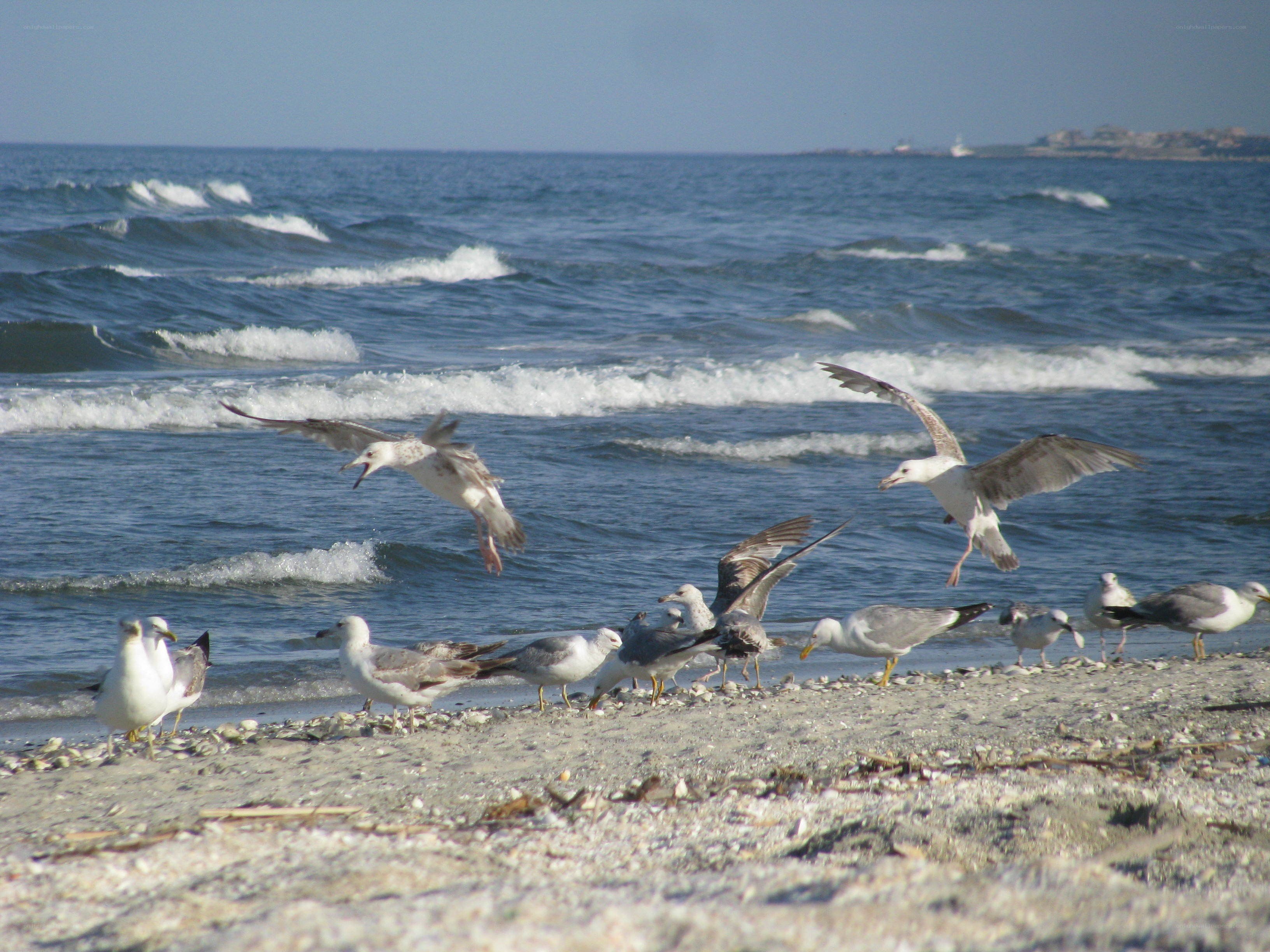 Seagulls on a pebble beach