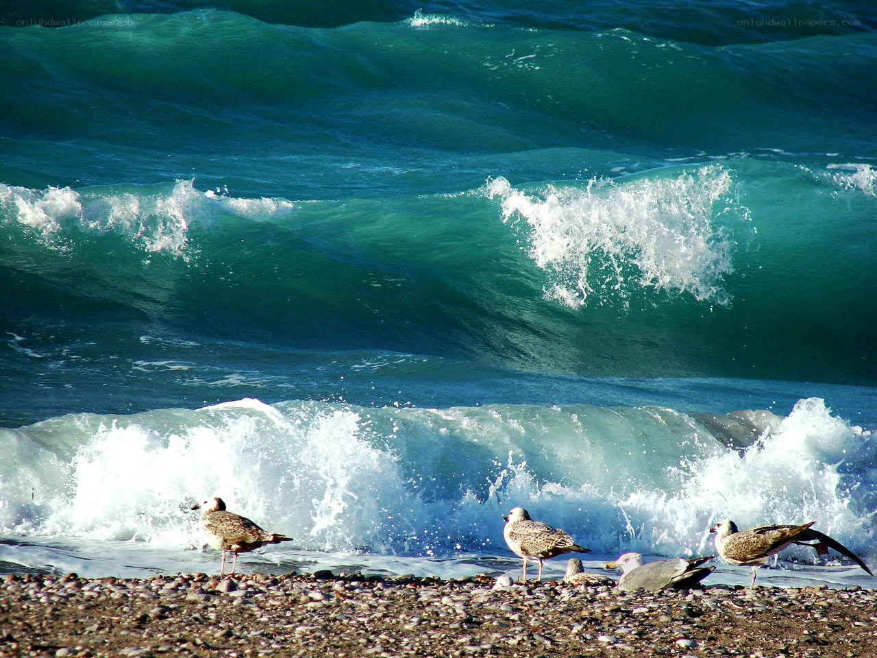 Seagulls on a pebble beach