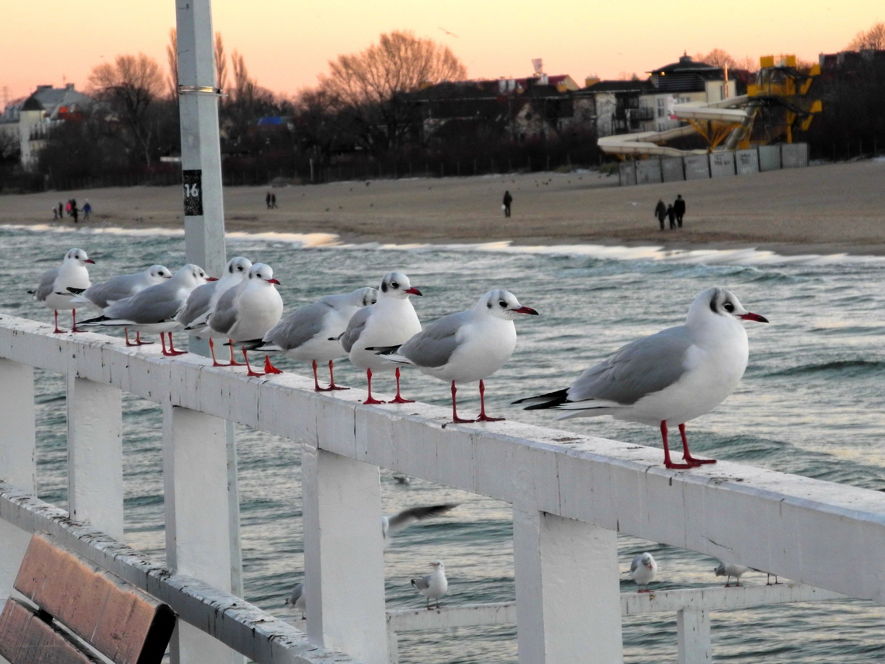 Seagulls on a pier at sunset
