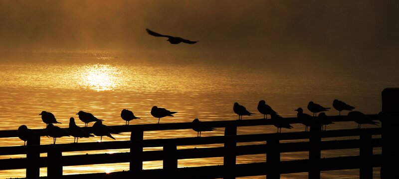 Seagulls on a Pier — Gold
