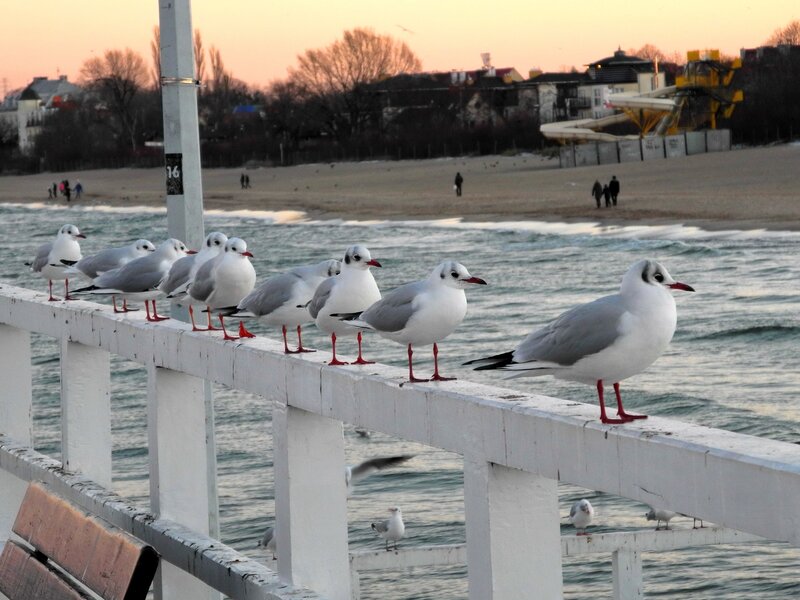 Seagulls on a Pier — White