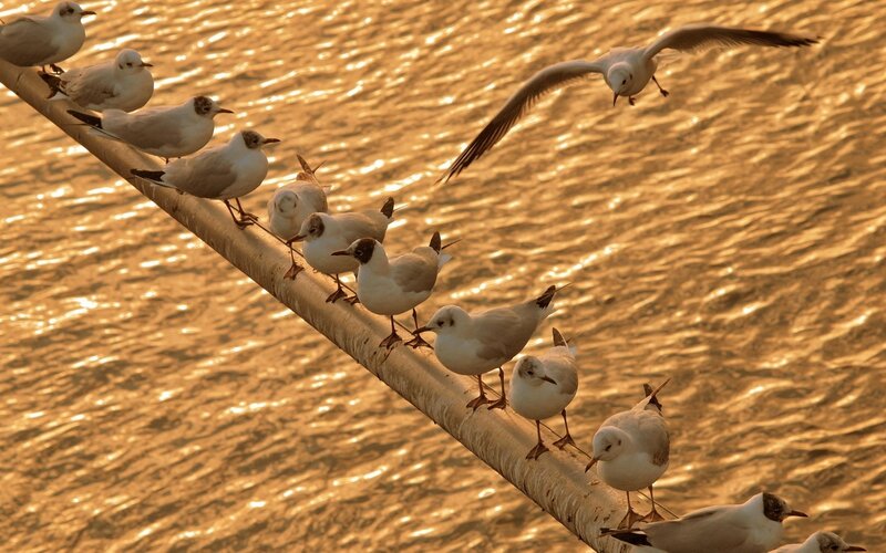 Seagulls on a pole at sunset