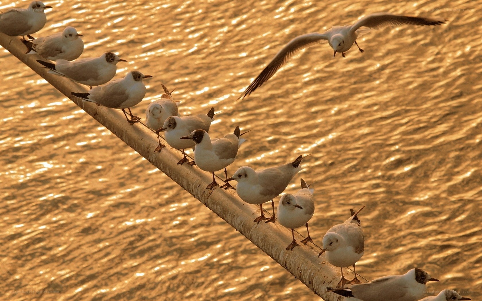 Seagulls on a pole at sunset