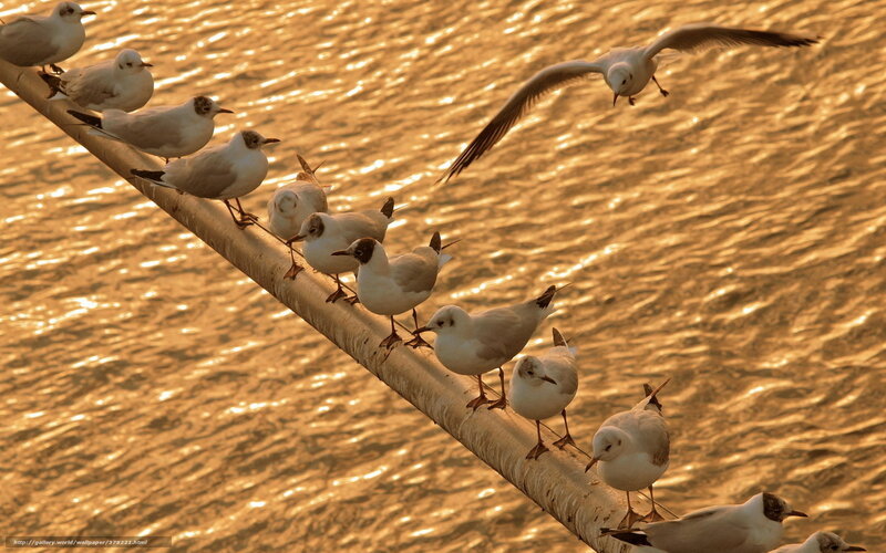 Seagulls on a Pole