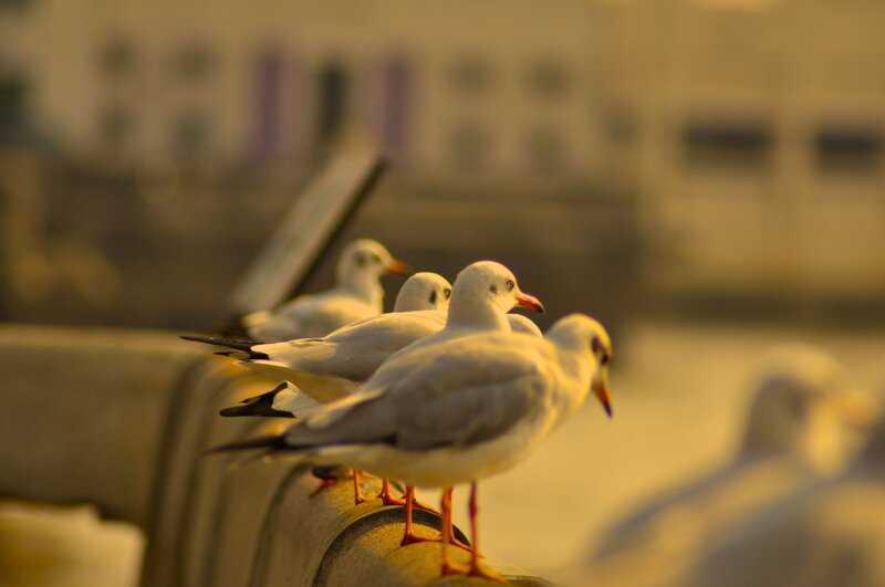 Seagulls on a railing at sunset
