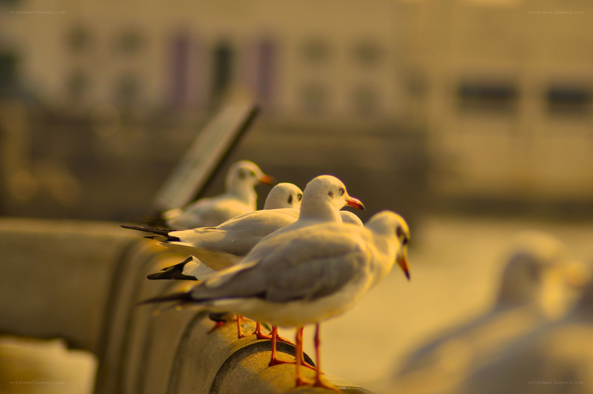 Seagulls on a railing at sunset