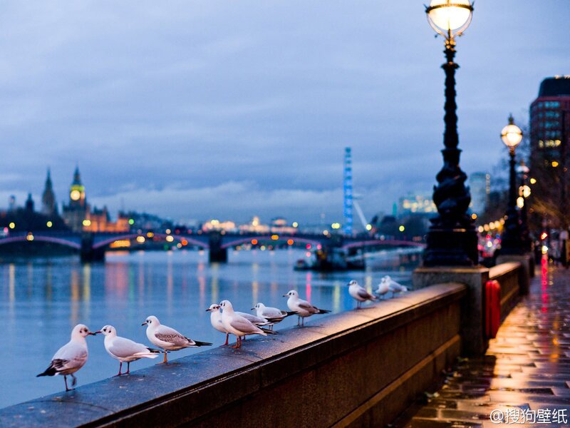 Seagulls on a Riverbank