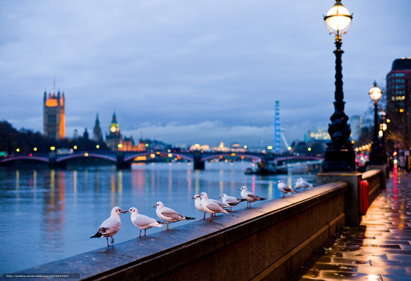 Seagulls on a Riverside Wall — Blue, Calm