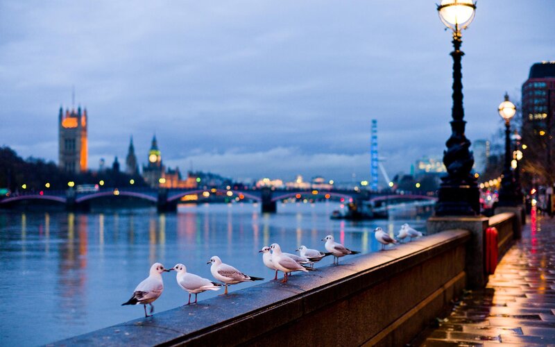 Seagulls on a Riverside Wall — Blue