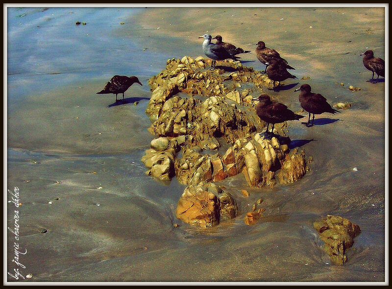 Seagulls on a rock at the shore
