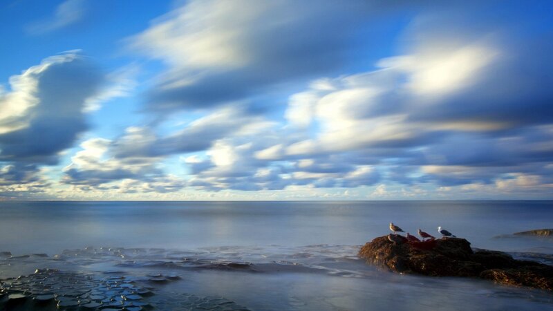 Seagulls on a Rock — Blue