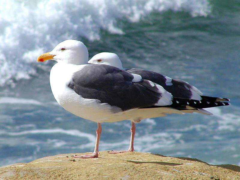Seagulls on a rock by the sea