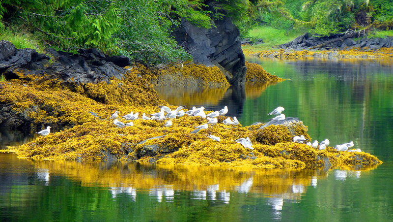 Seagulls on a Rock