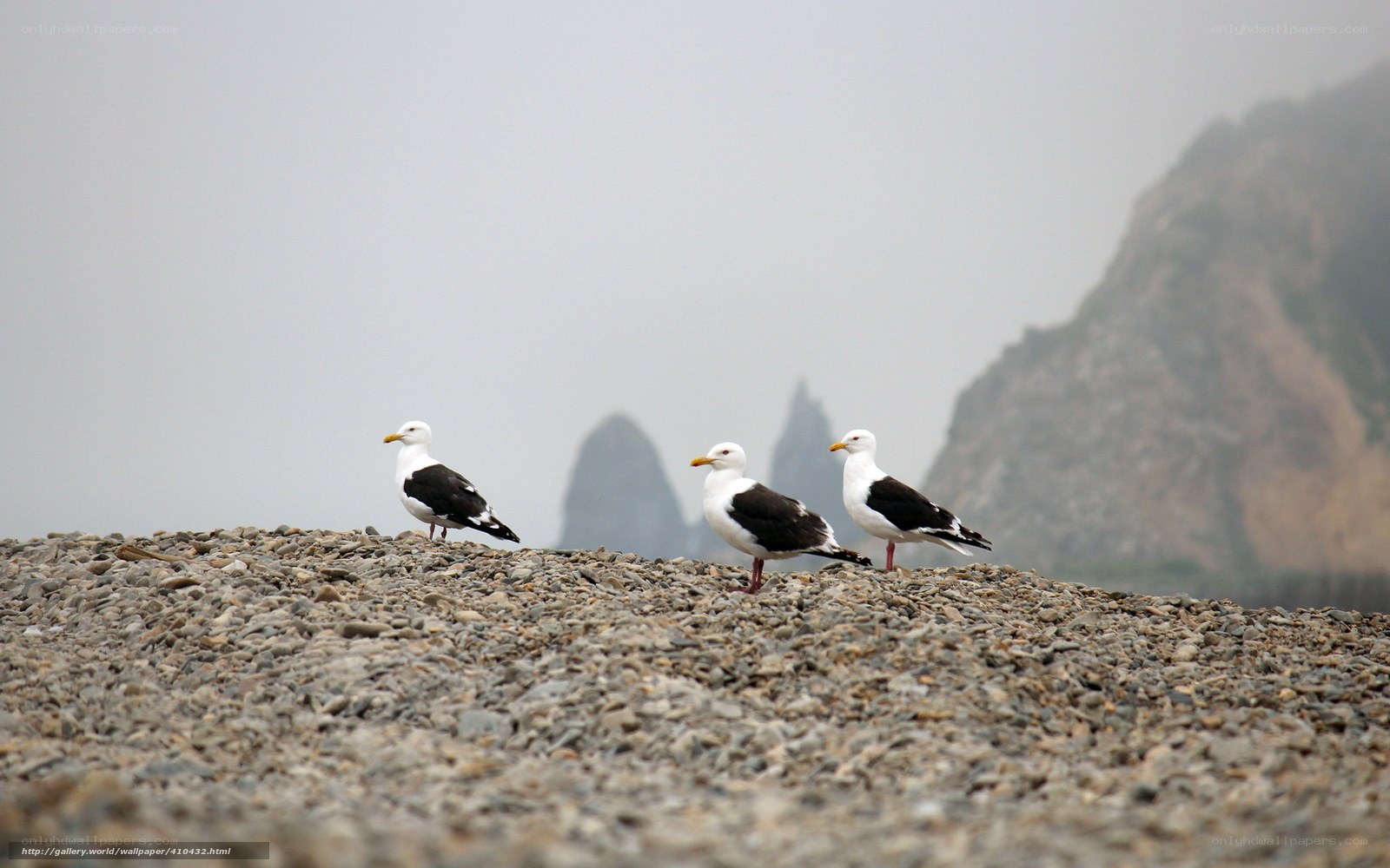 Seagulls on a rocky beach