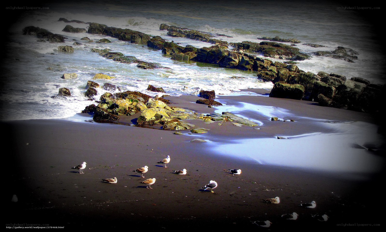 Seagulls on a rocky beach