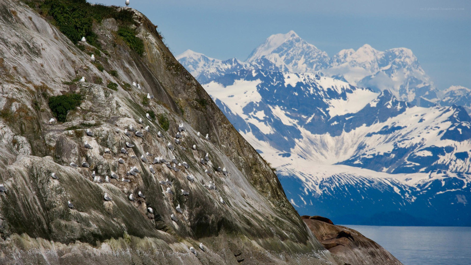 Seagulls on a rocky cliff