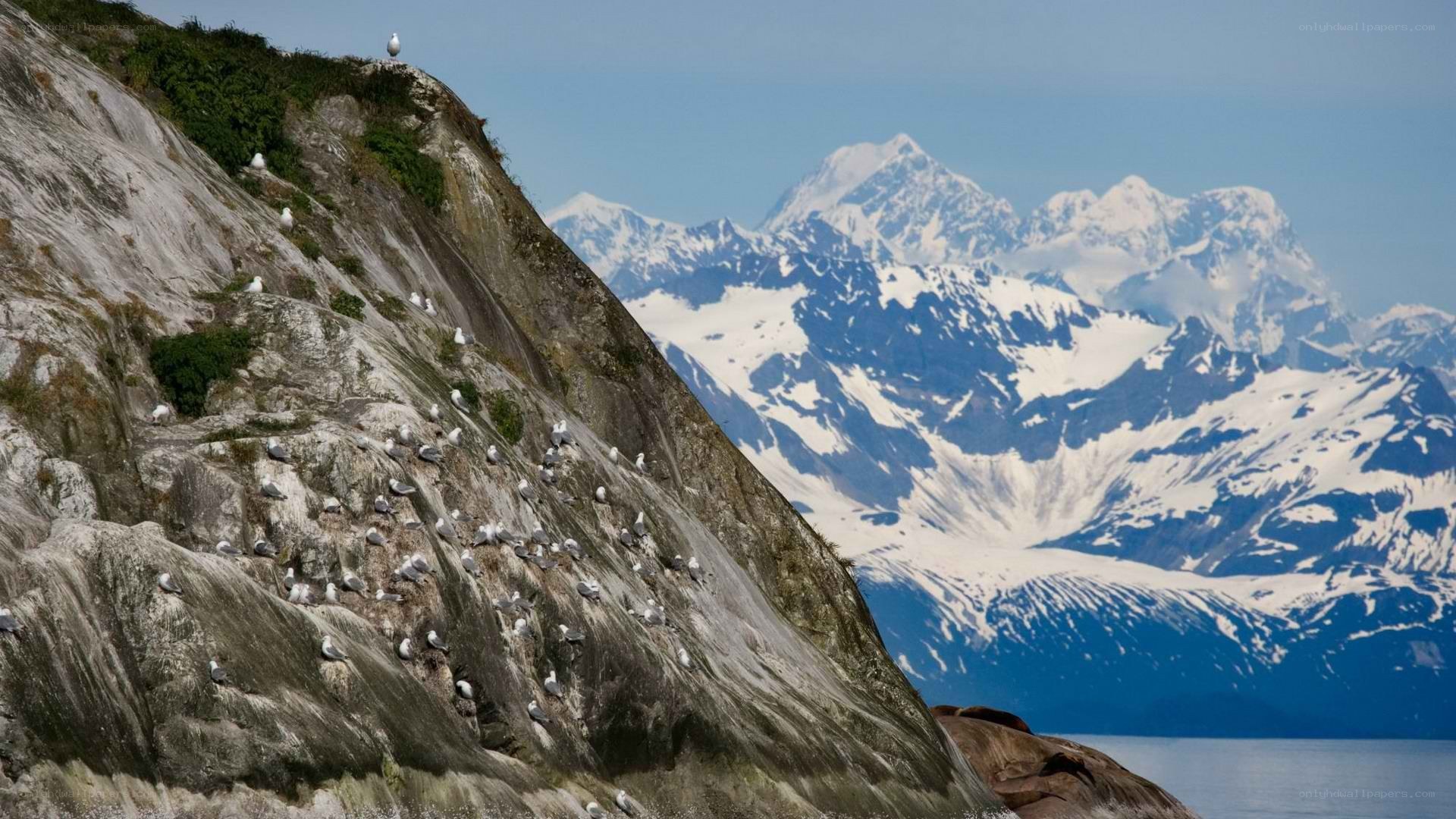 Seagulls on a rocky cliff