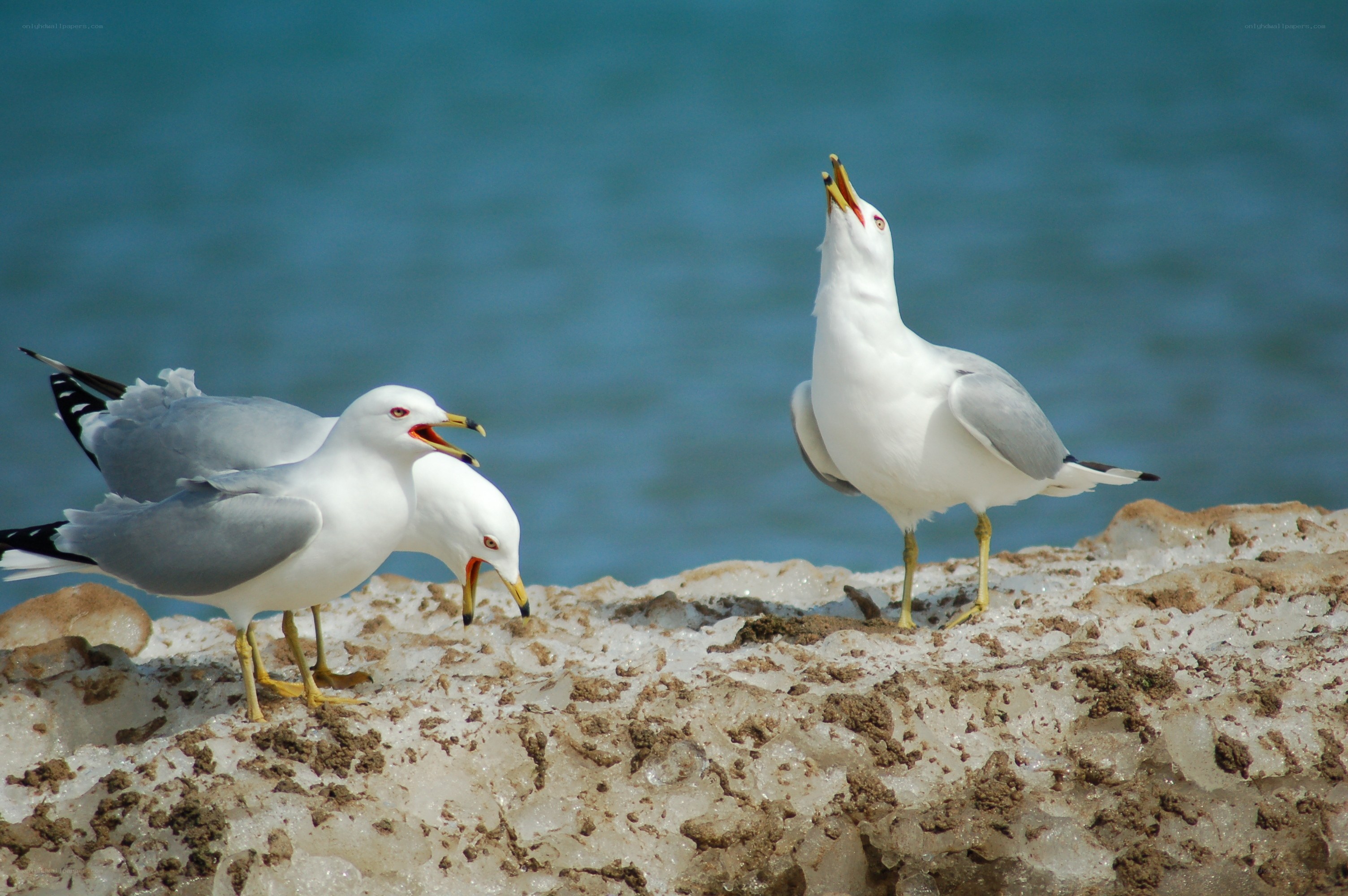 Seagulls on a rocky shore