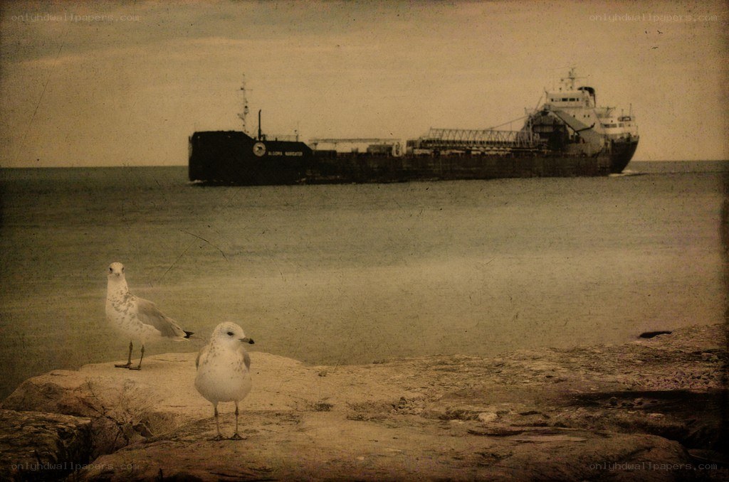 Seagulls on a rocky shore