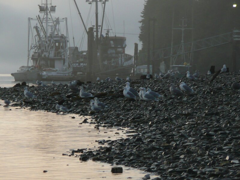 Seagulls on a rocky shore