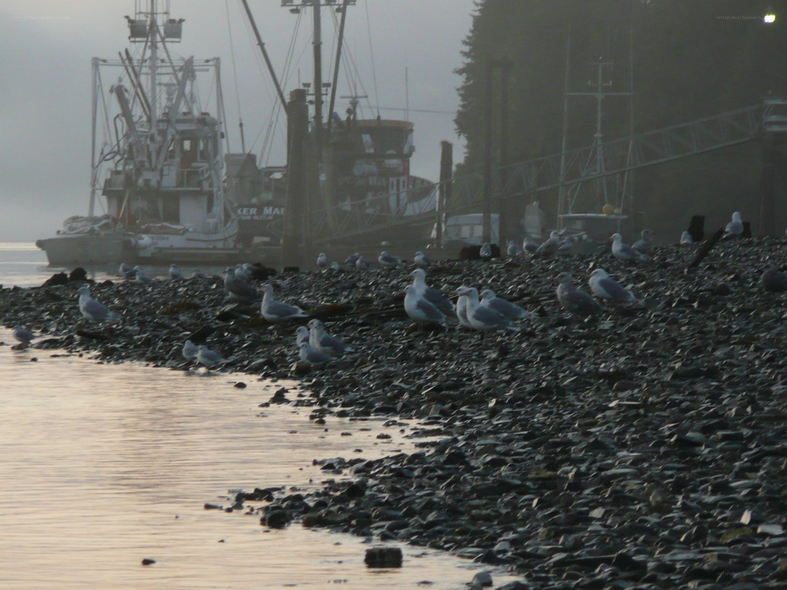 Seagulls on a rocky shore