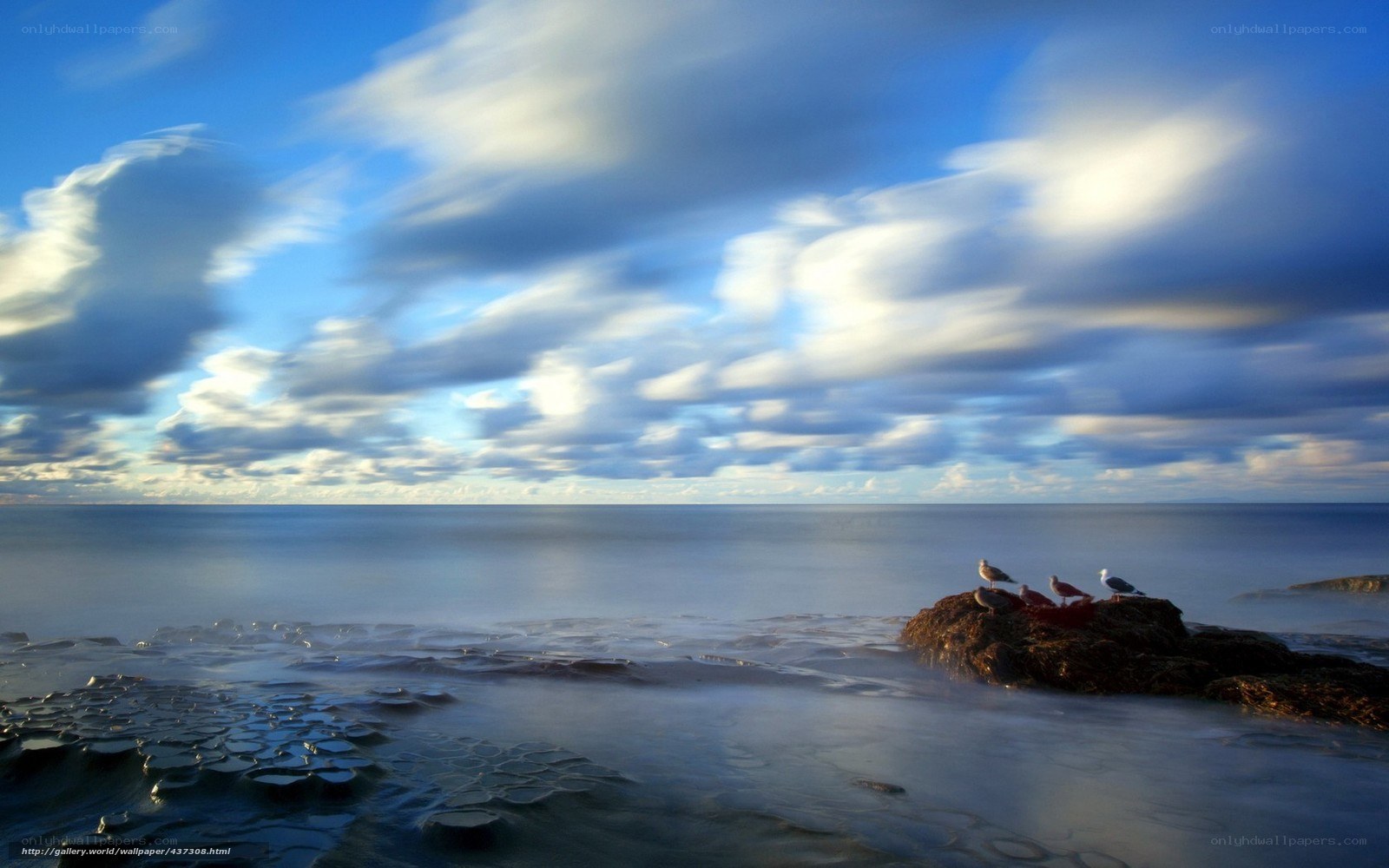 Seagulls on a rocky shore