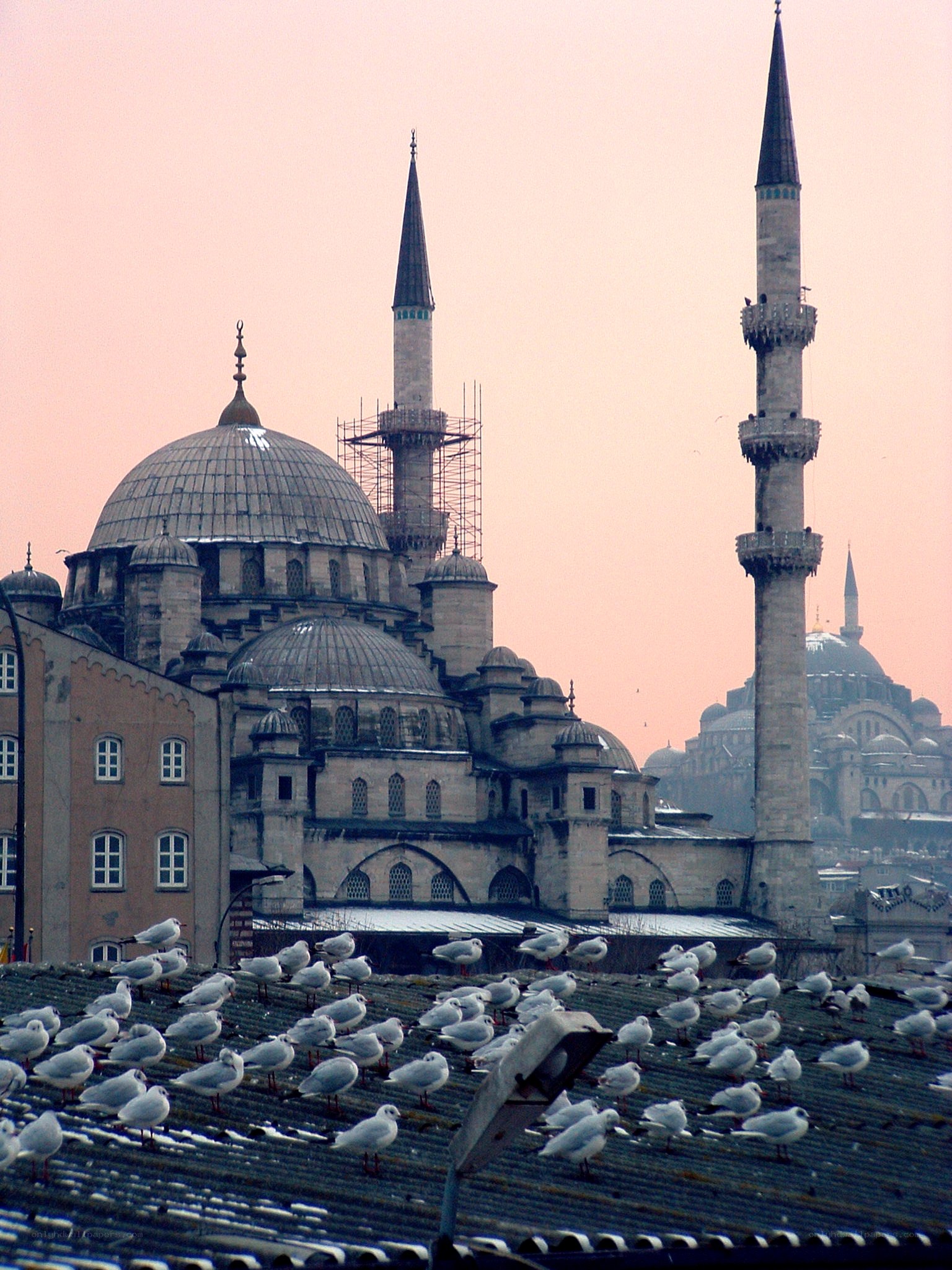 Seagulls on a rooftop with mosque