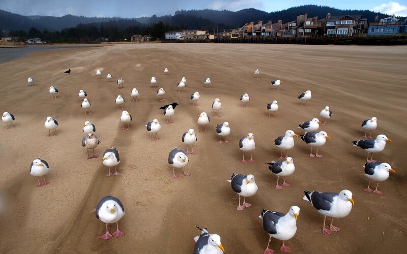 Seagulls on a sandy beach