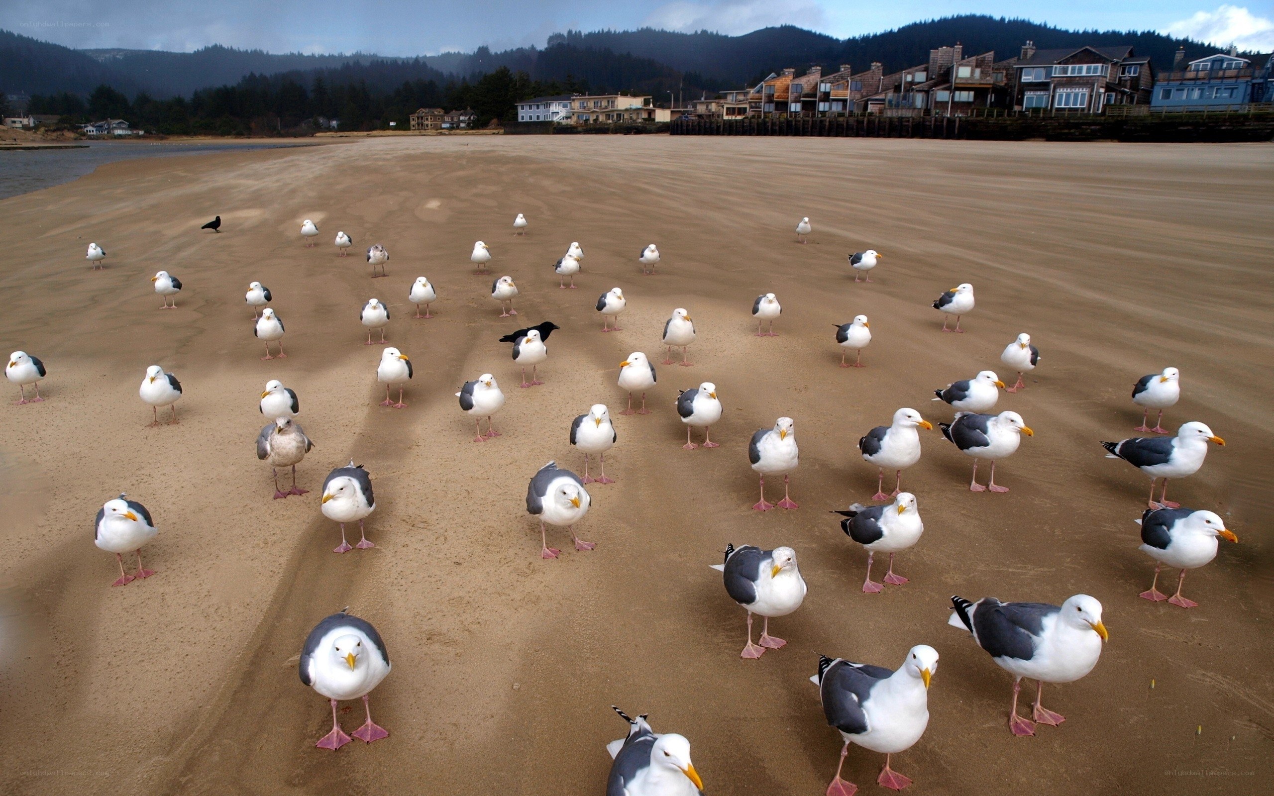 Seagulls on a sandy beach