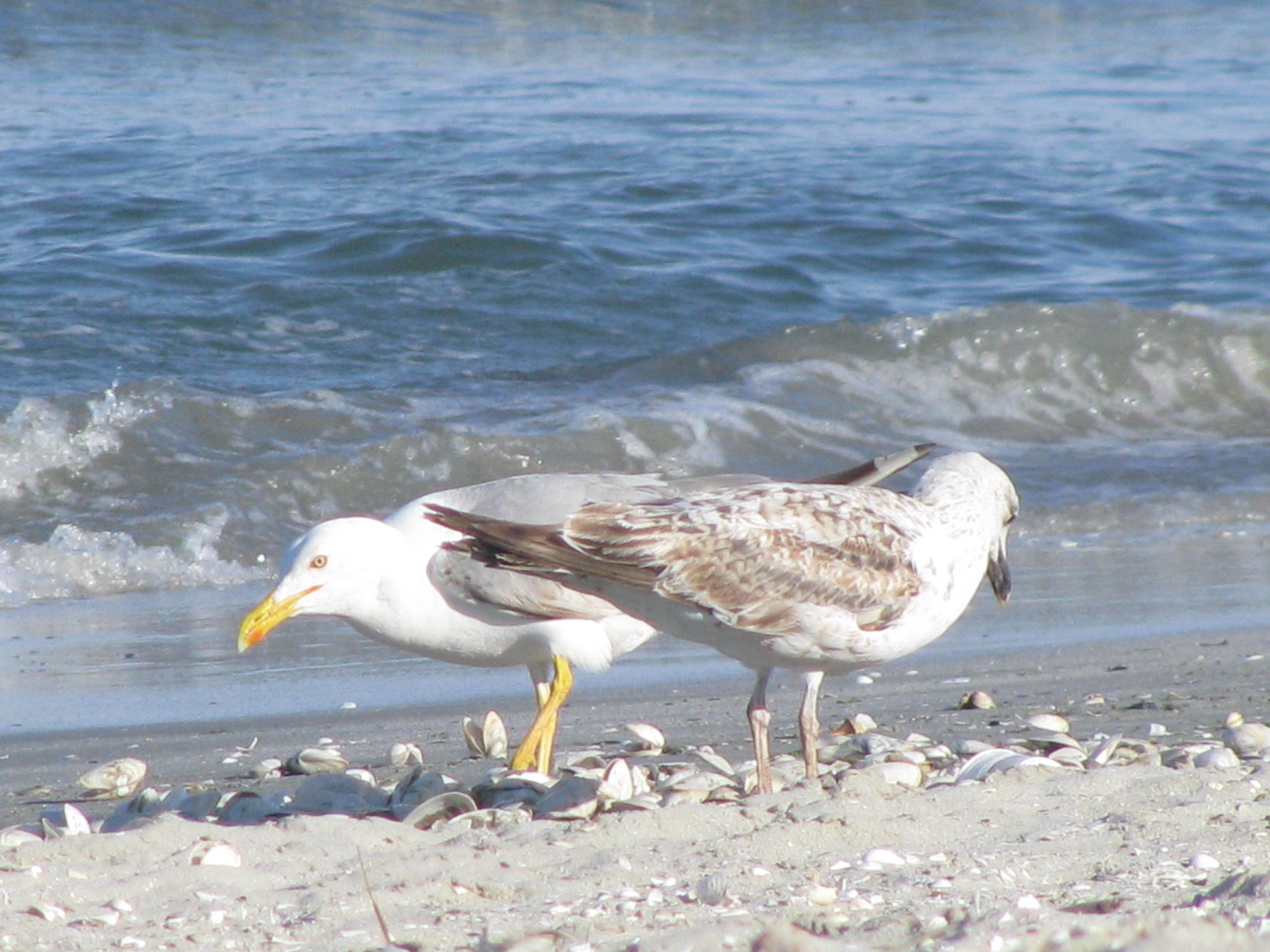Seagulls on a shell-strewn beach