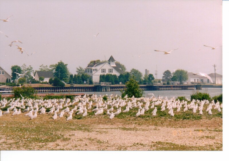 Seagulls on a Shore