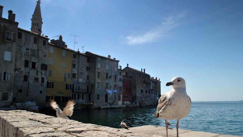 Seagulls on a stone pier