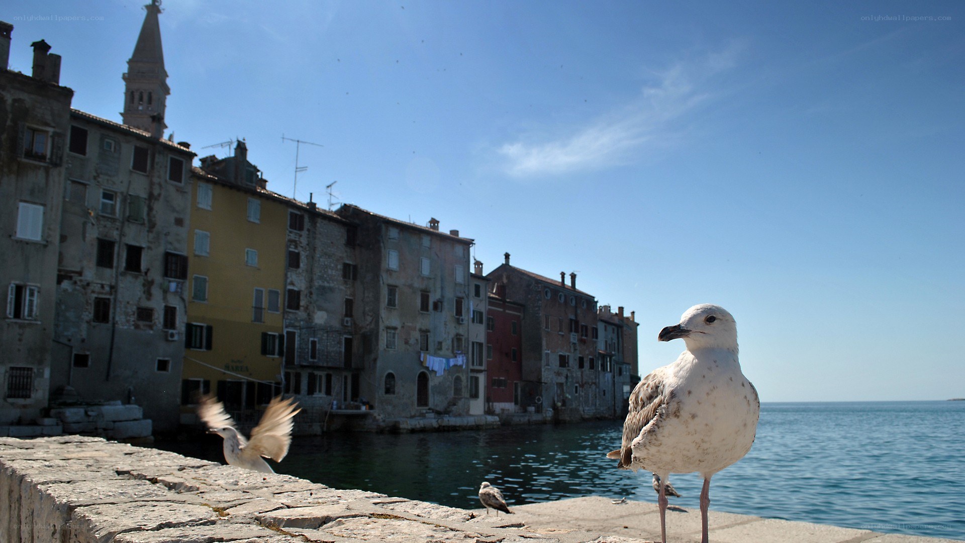 Seagulls on a stone pier