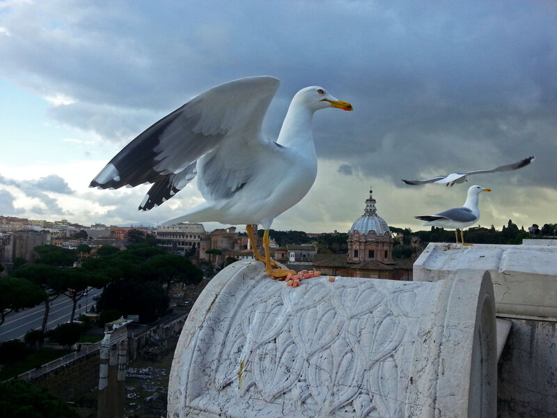 Seagulls on a Stone Structure