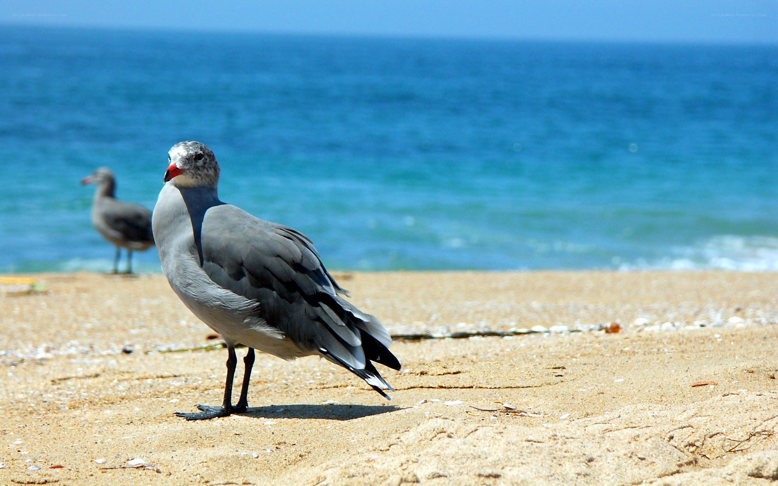 Seagulls on a sunny beach