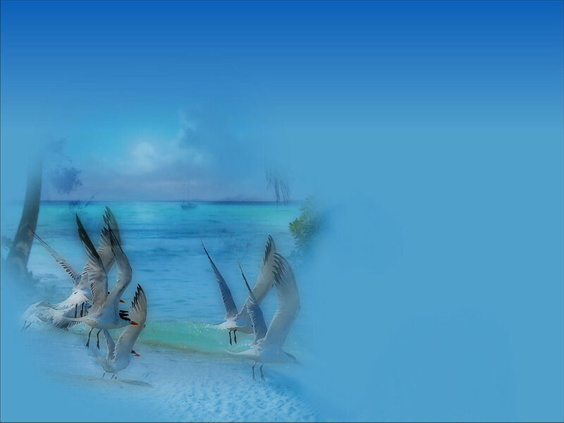 Seagulls on a tropical beach