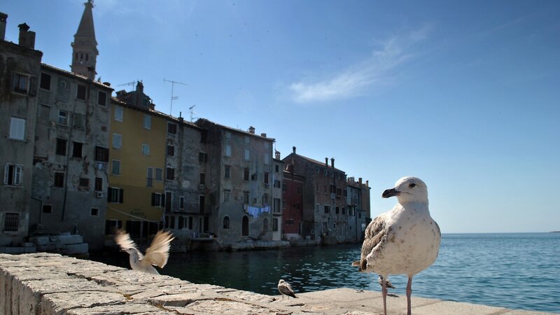 Seagulls on a waterfront promenade