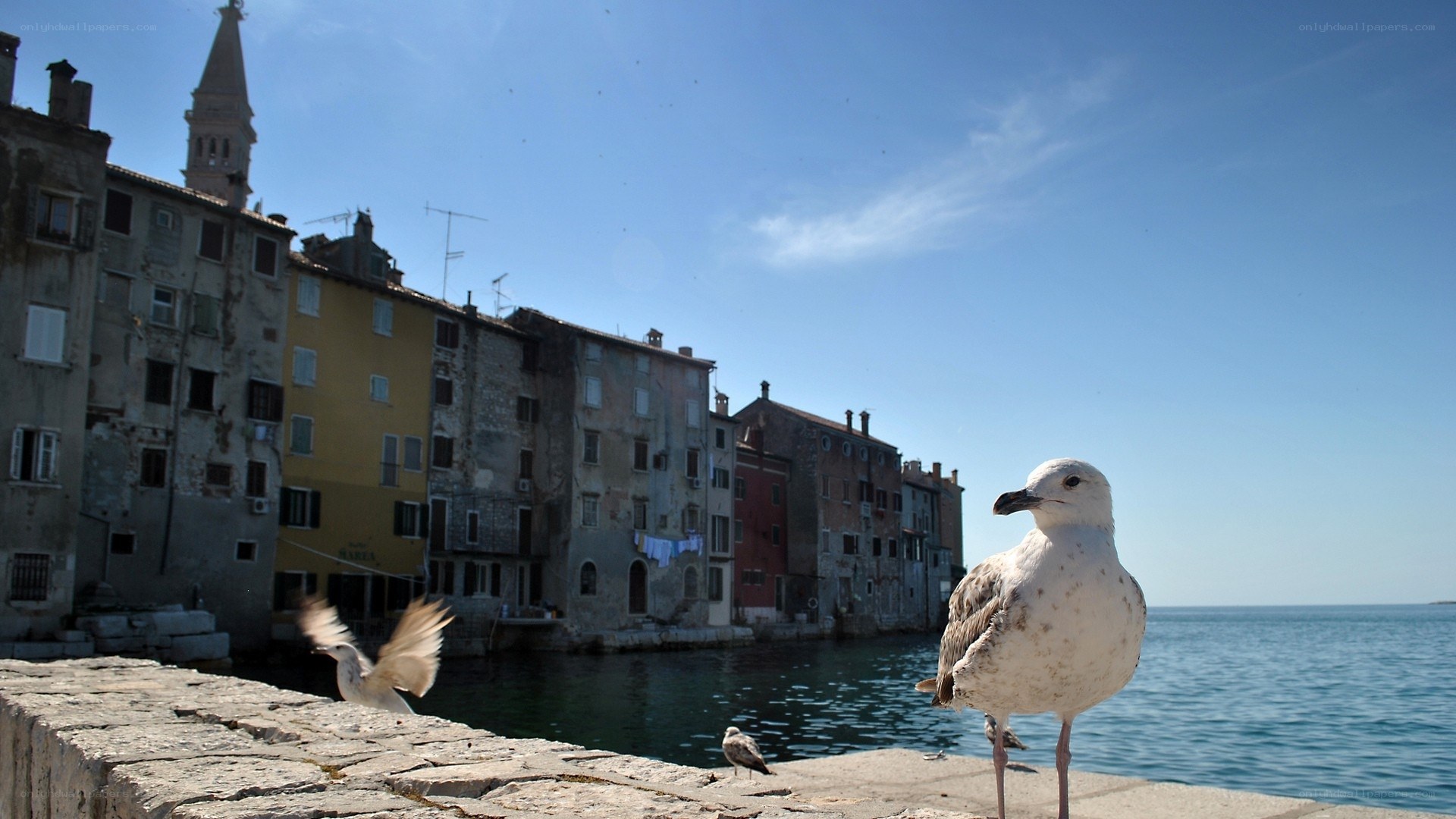 Seagulls on a waterfront promenade